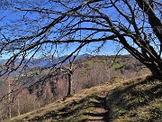 Alla Madonnina del Costone con Corna Bianca e con tanti fiori da Salmezza-3apr23 - FOTOGALLERY